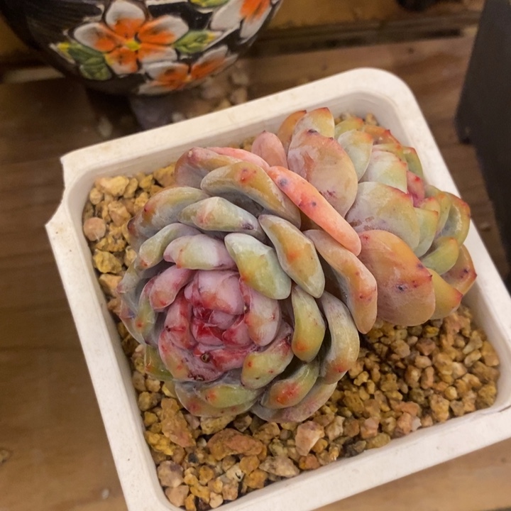 阿****德多肉乐园精品星影