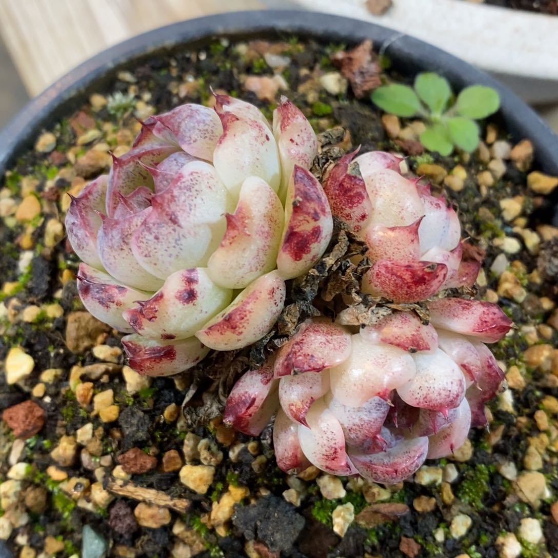 自助下单一物一拍多肉_过年可寄养问主播