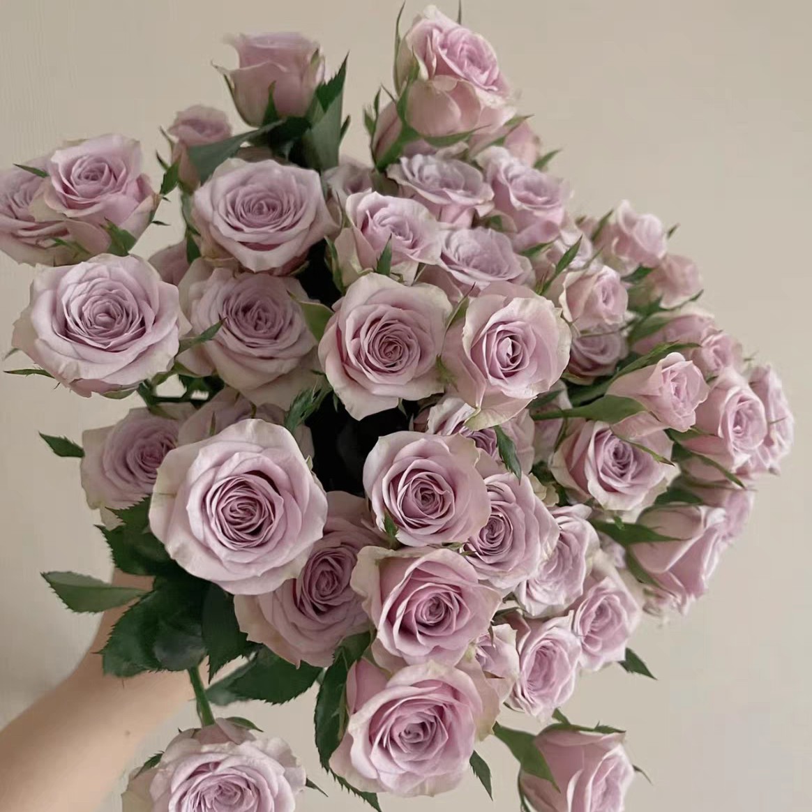 【花妖阁花卉】莱拉多头玫瑰鲜切花