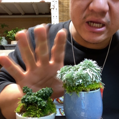 红陶一物一拍所见即所得183