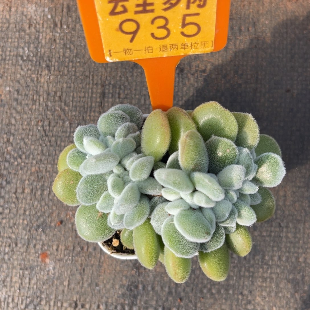 云尘多肉一物一拍935