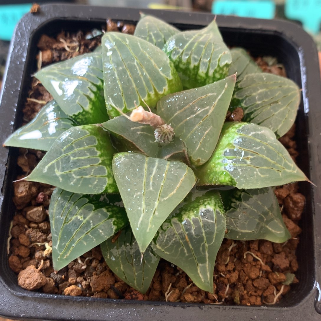 水晶克一物一拍带盆