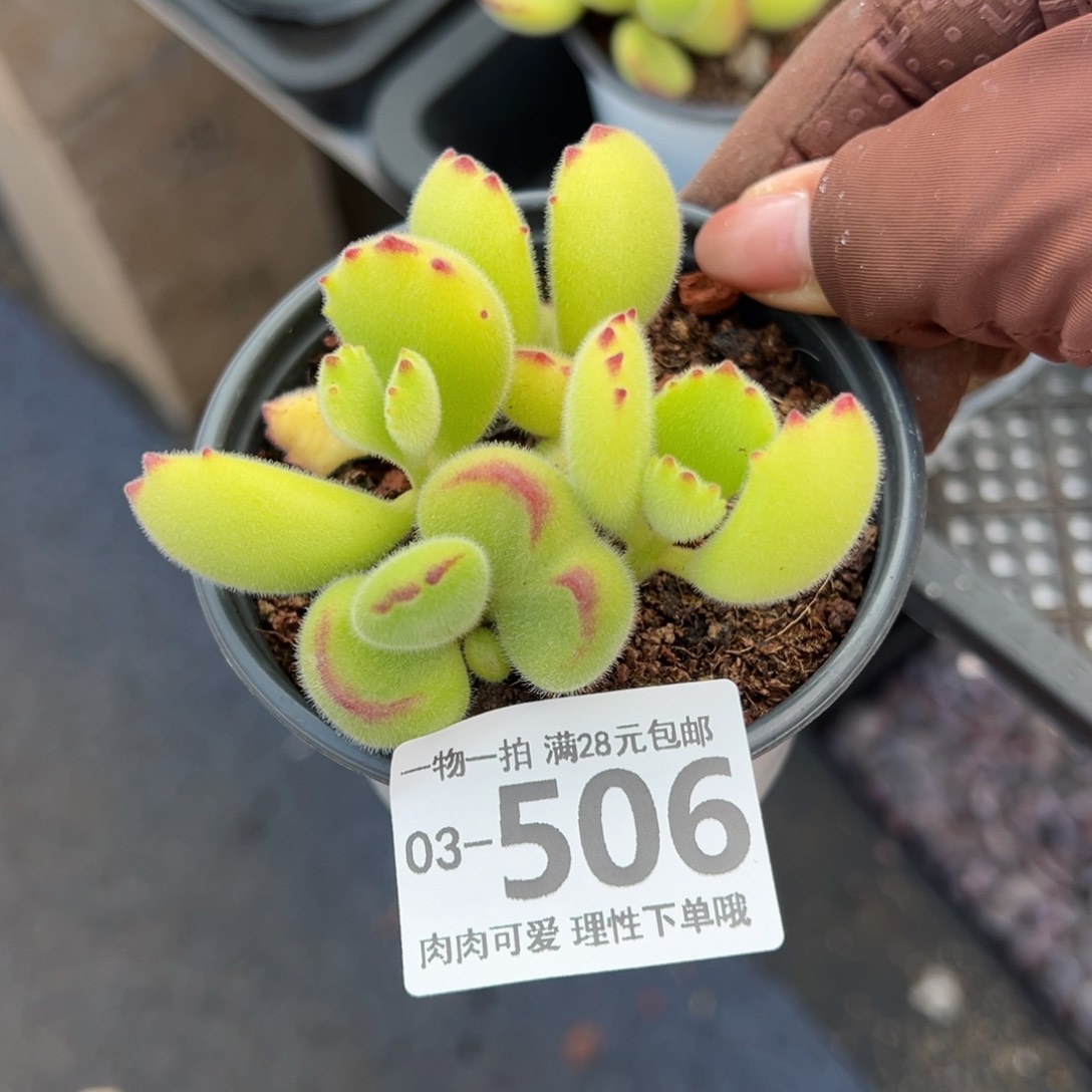 熊童子多肉多肉多肉多肉