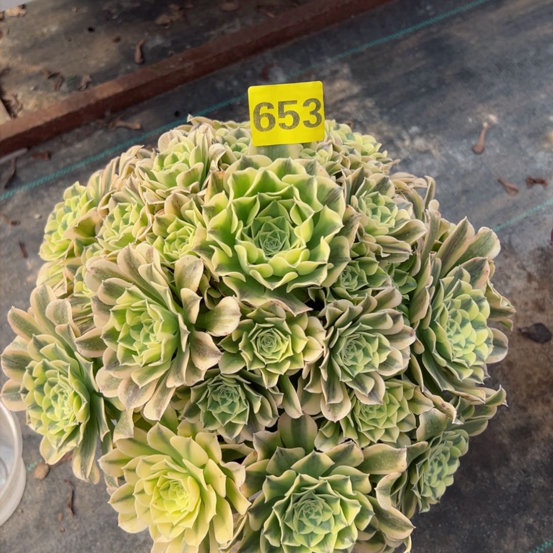 653绿豆沙法师多肉植物