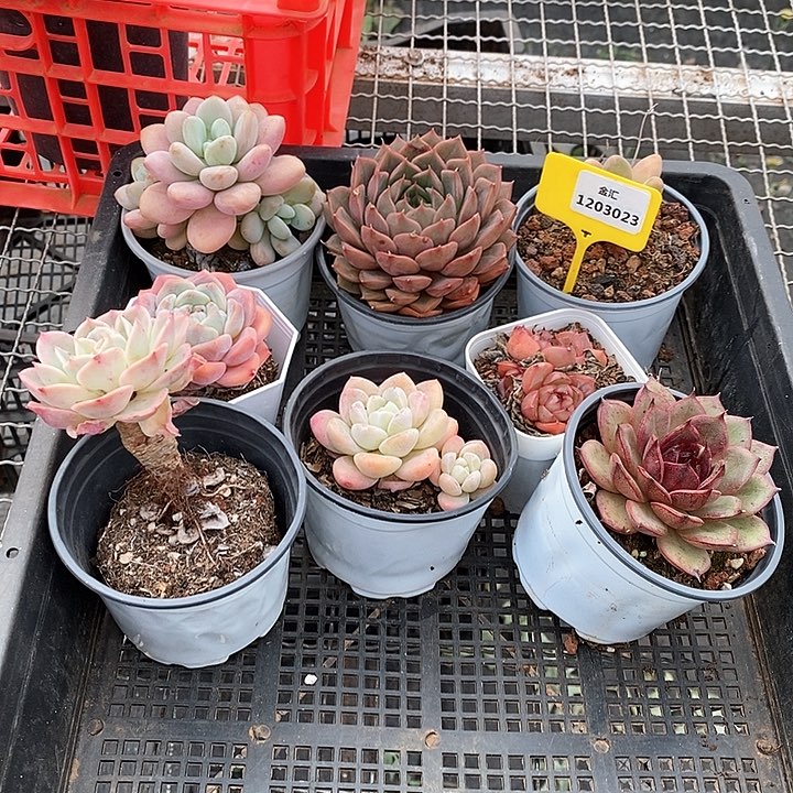 1203023筐拍不售后 福利多多