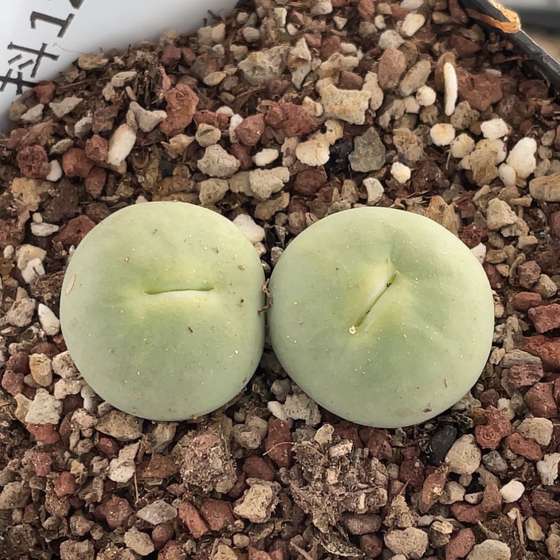 12-57嘴多肉植物肉锥