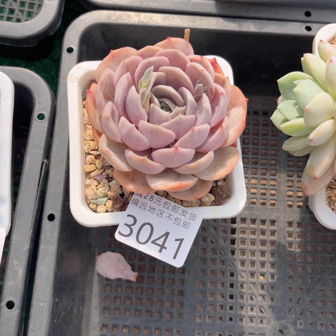 大3041、xv c b b b b