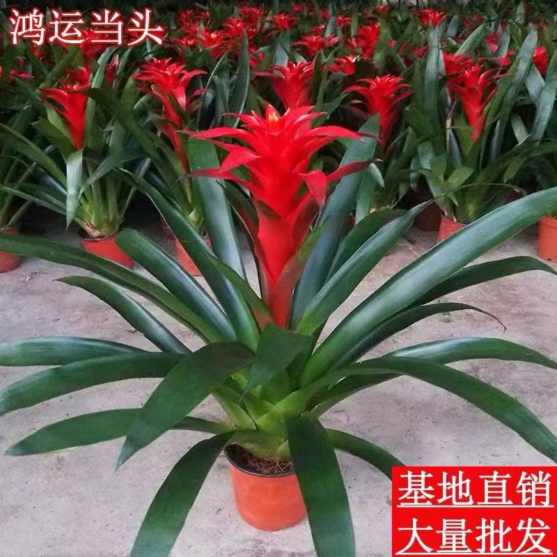 【乔迁送礼】鸿运当头红星室内前台好养凤梨花办公室客厅阳台种好