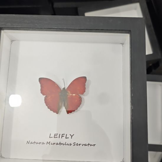 方框白底血蝶蝴蝶