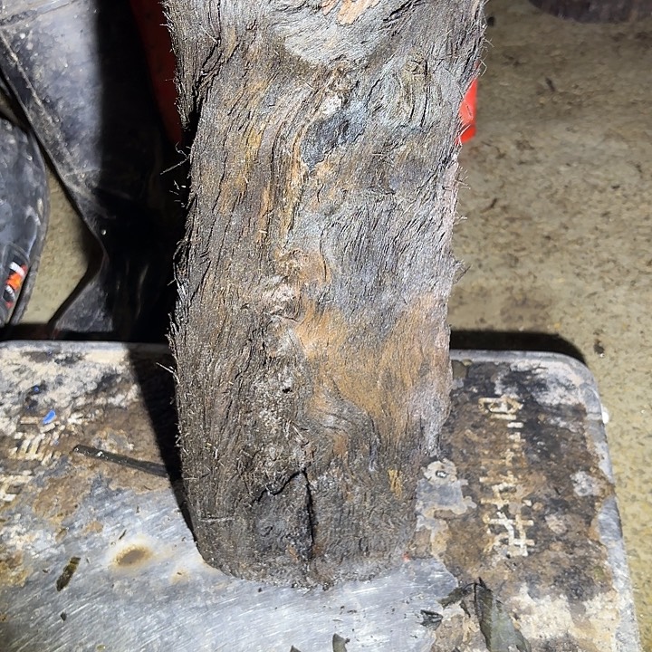 ****海金丝楠啊啊啊啊啊