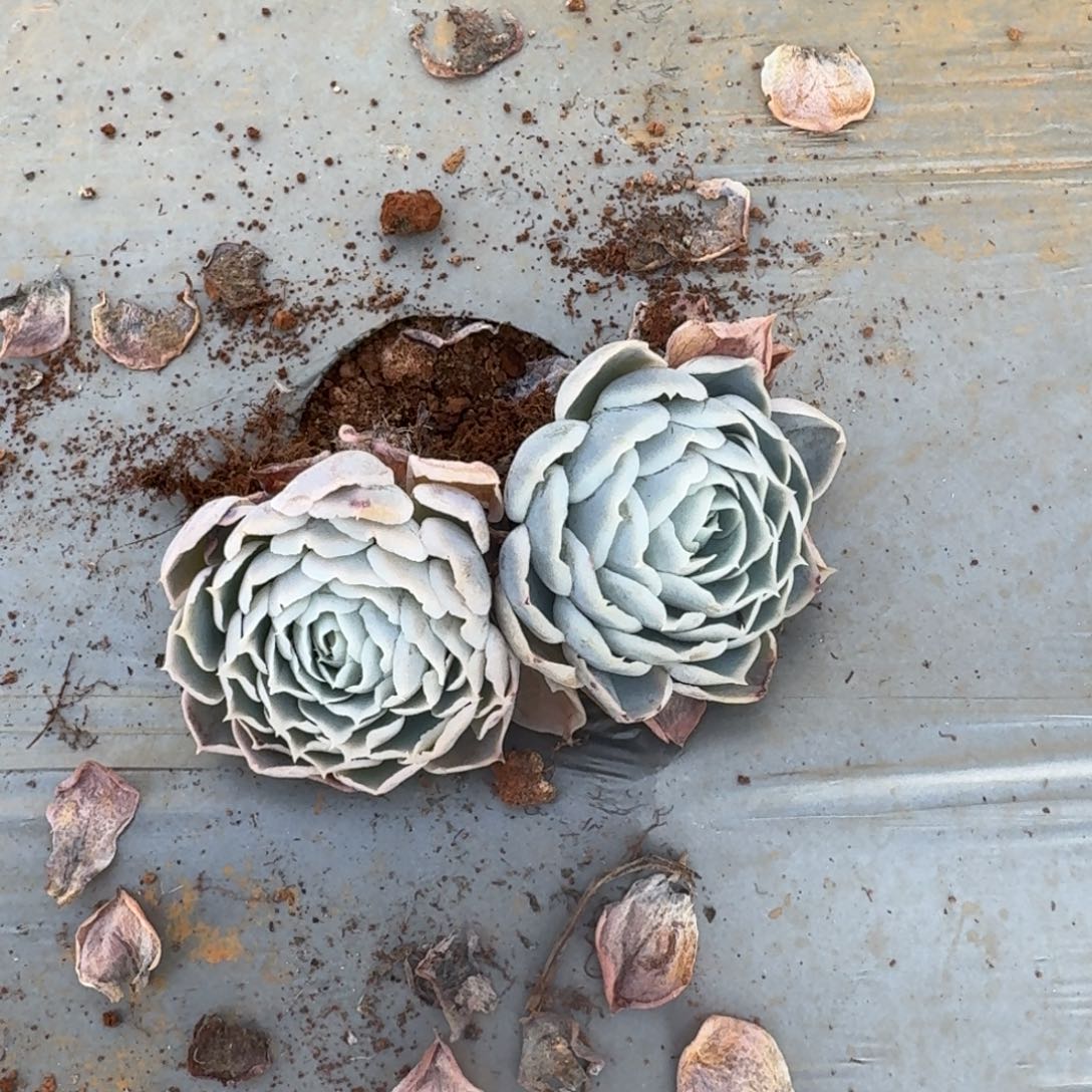 蓝丝绒两颗量拍发货