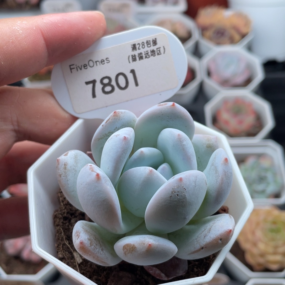 嫦娥7801-5.5厘米