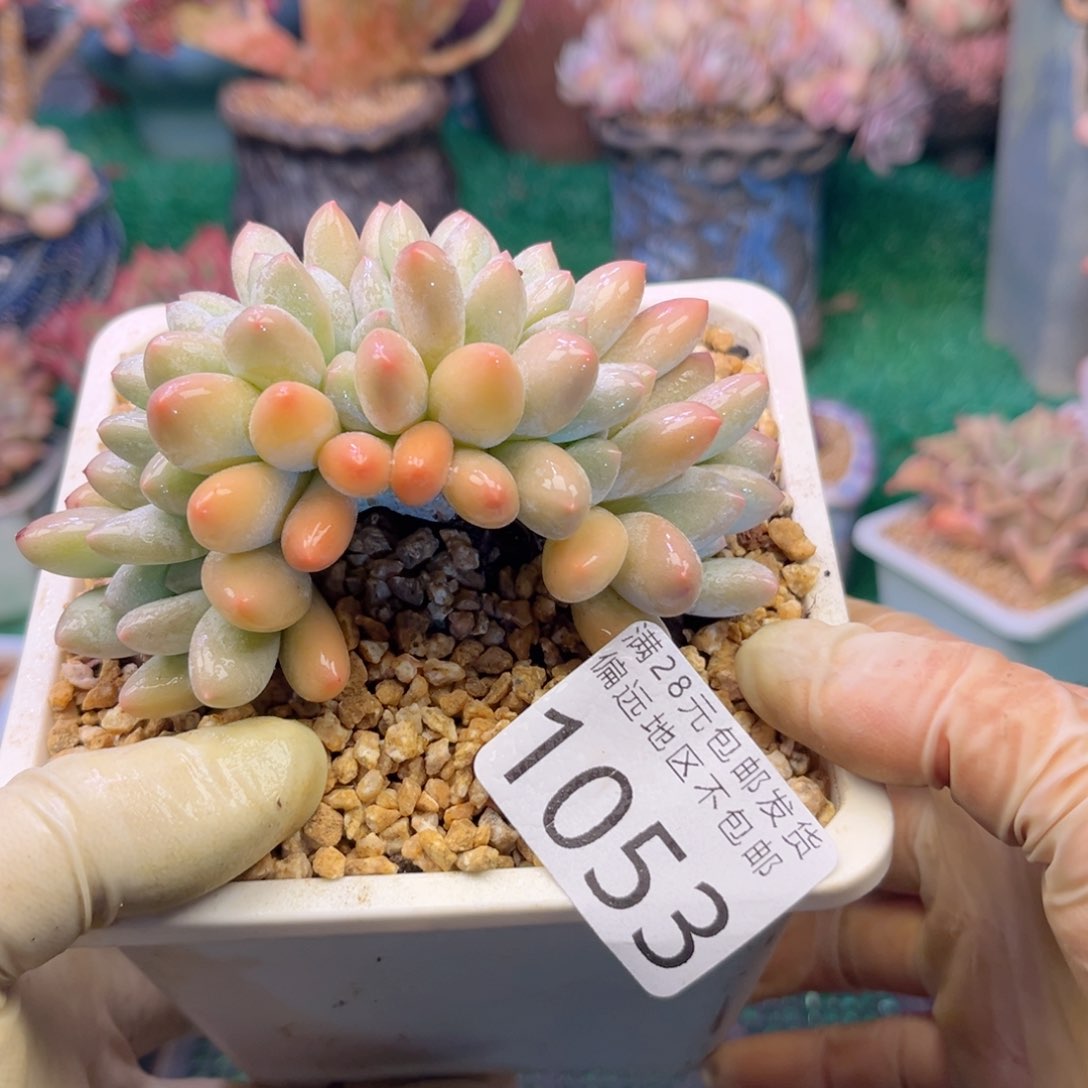 大1053/、s g d h c g b