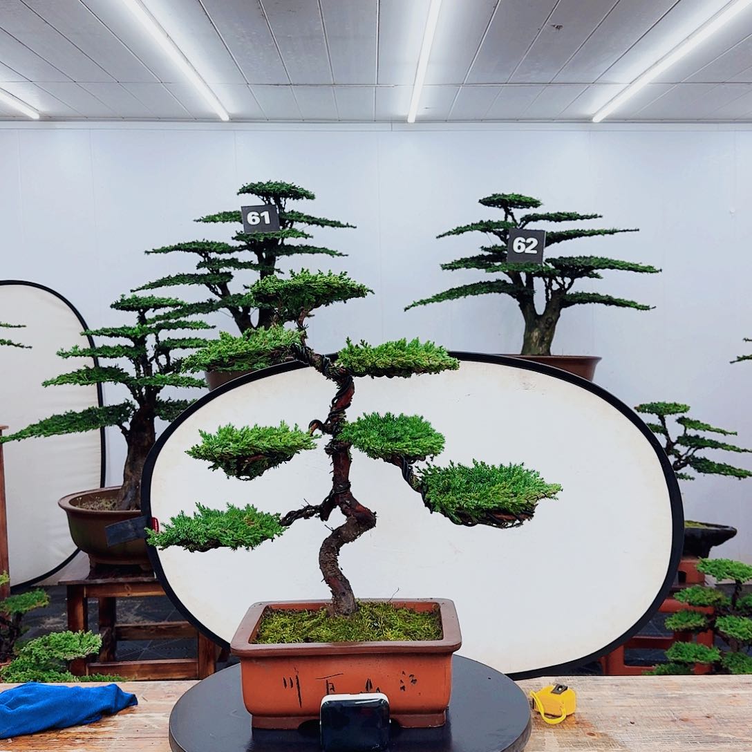 无花朵000000000000000