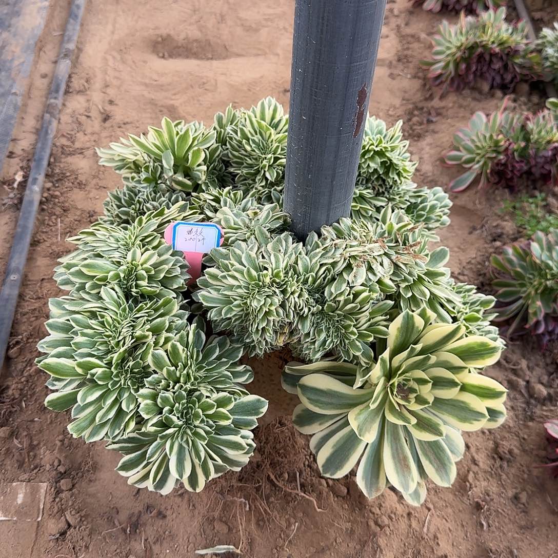 绿***夭迈巴赫共2颗呀呀呀