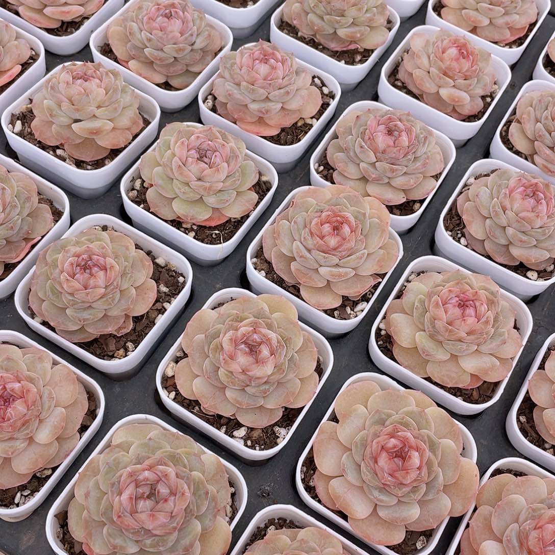 327号 冰酪珍妮单头一个