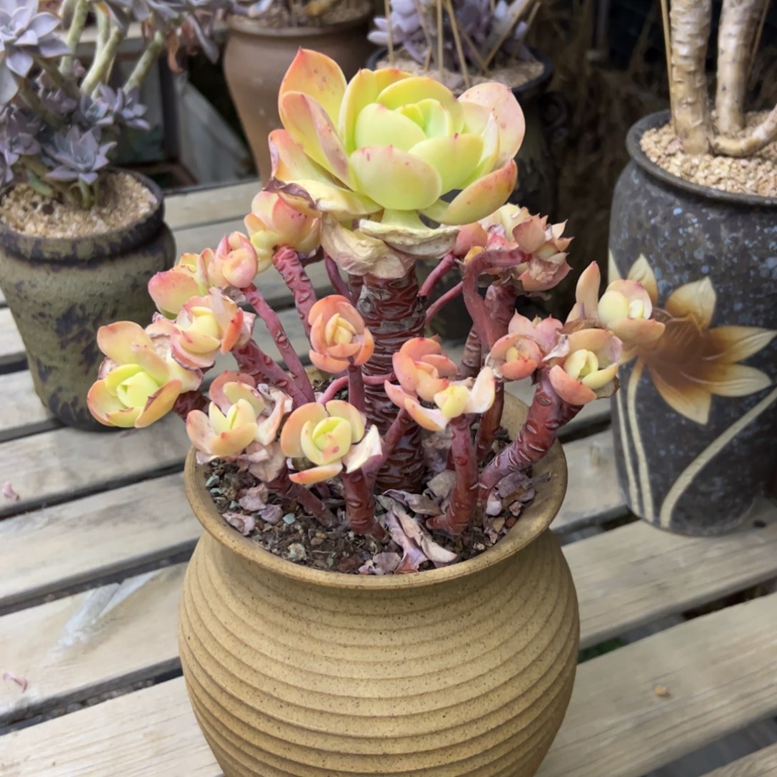 碧桃68 零零多肉植物