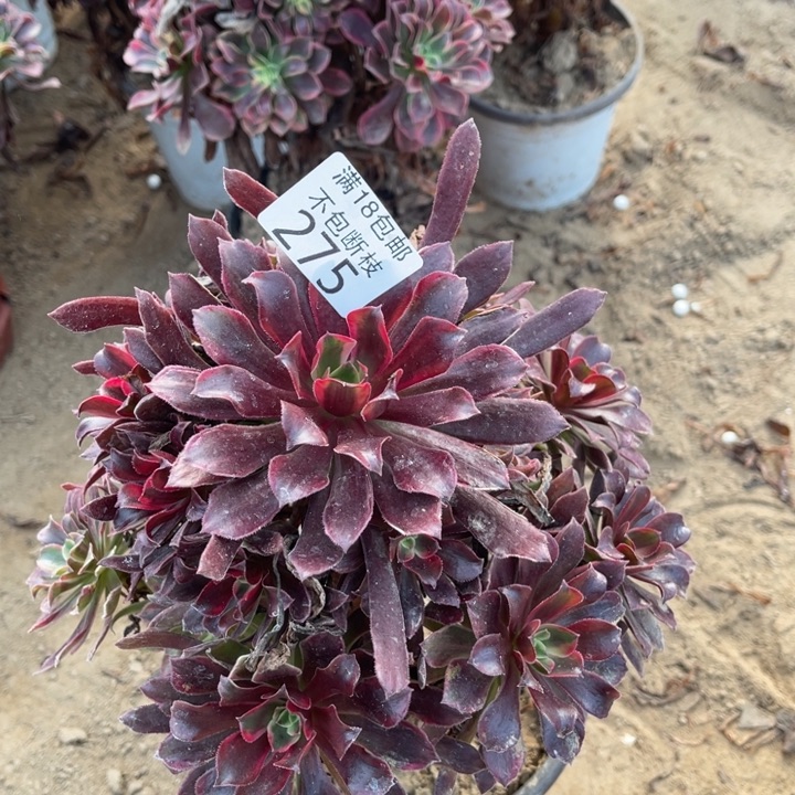 275蒙娜丽莎手捧1法师