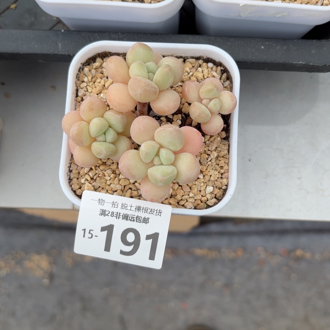 萤火虫奶老桩多肉多肉