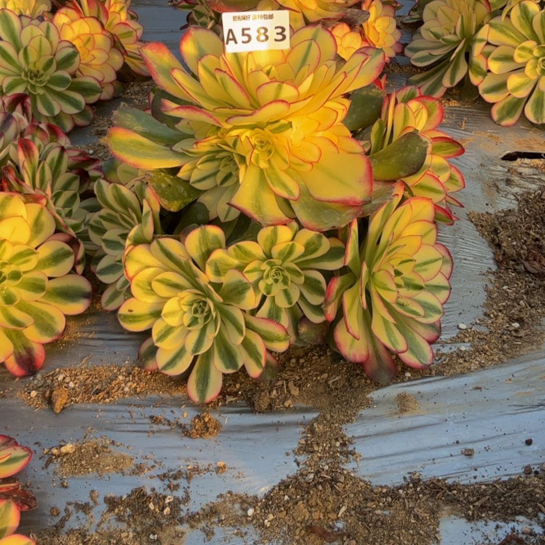 583荔枝。多肉植物