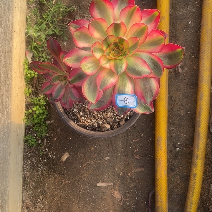 河***术8烈焰法师多肉植物