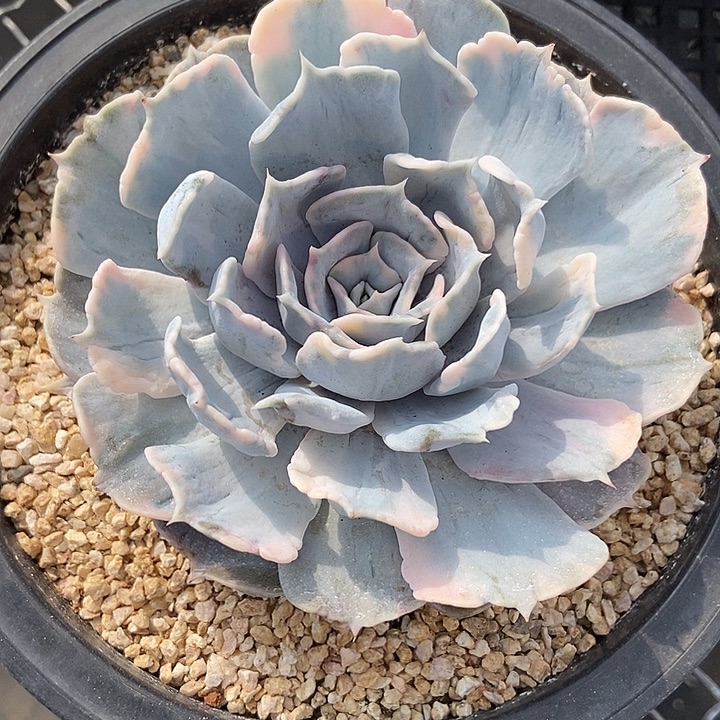 丽娜莲锦多肉植物