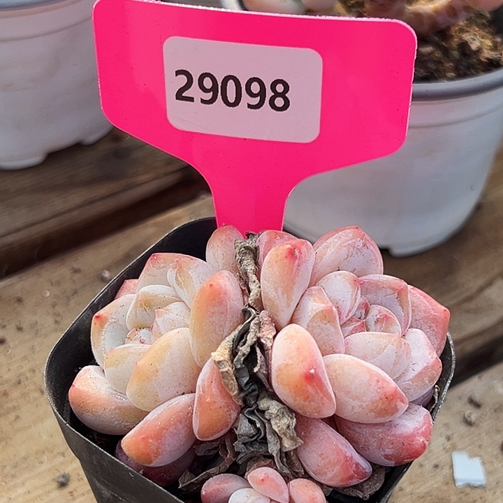 糖心      29098号  