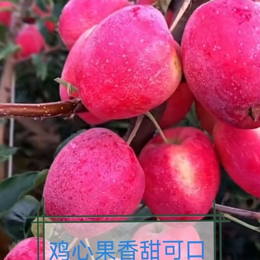 正宗东北鸡心果新鲜应季水果产地现发酸甜可口