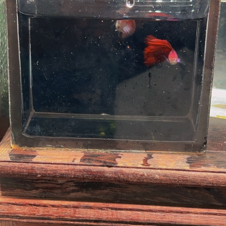 孔雀鱼埃尔银红尾送一对黄化蓝礼服