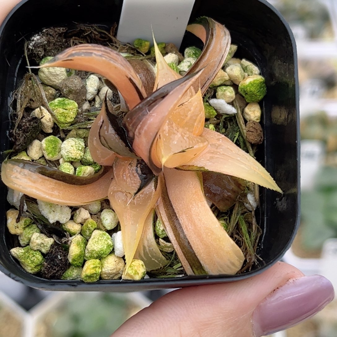 55双头茜云芭提雅锦福利专场
