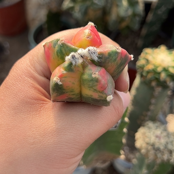 散斑龟甲鸾锦仙人球847