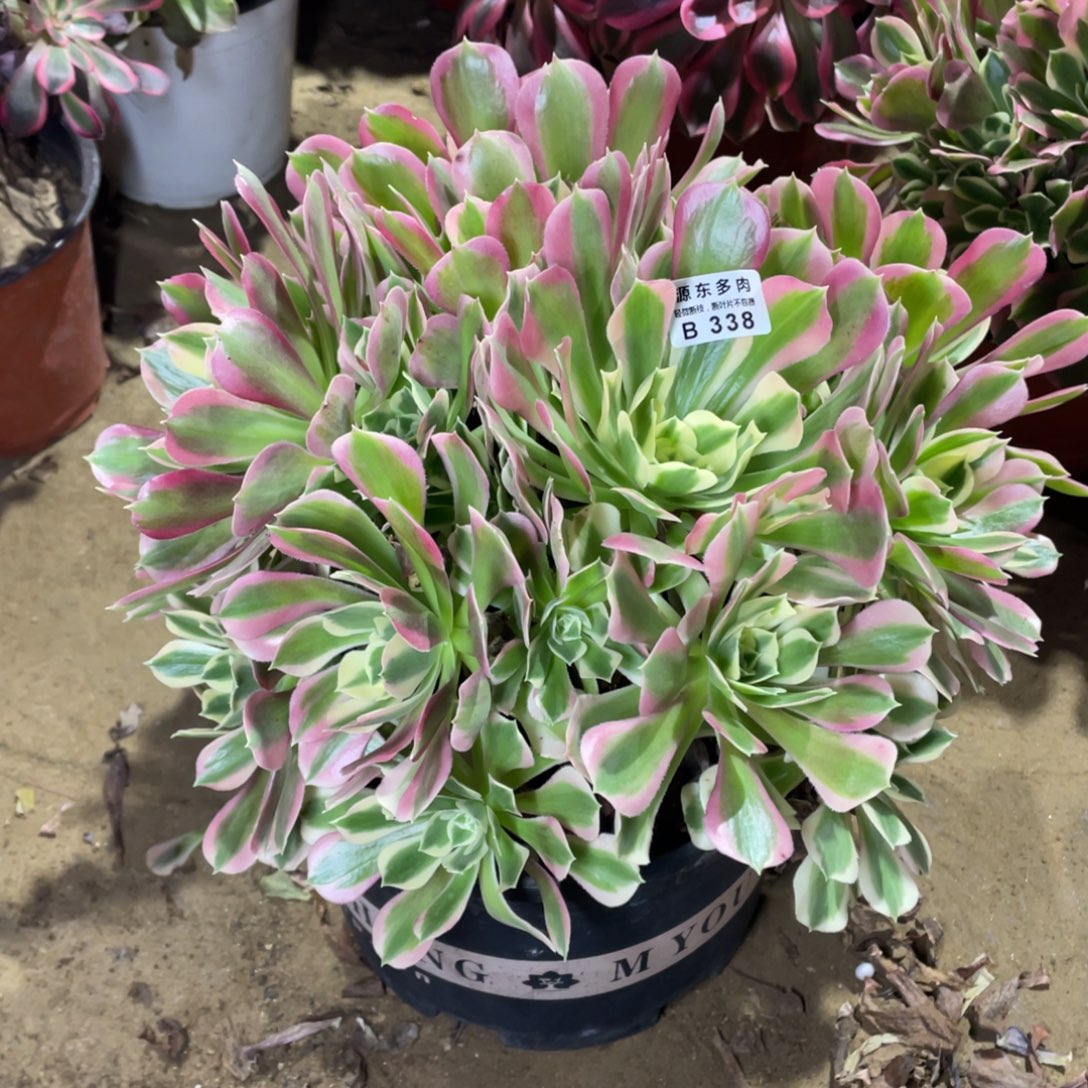 338白凤多肉法师断枝不包