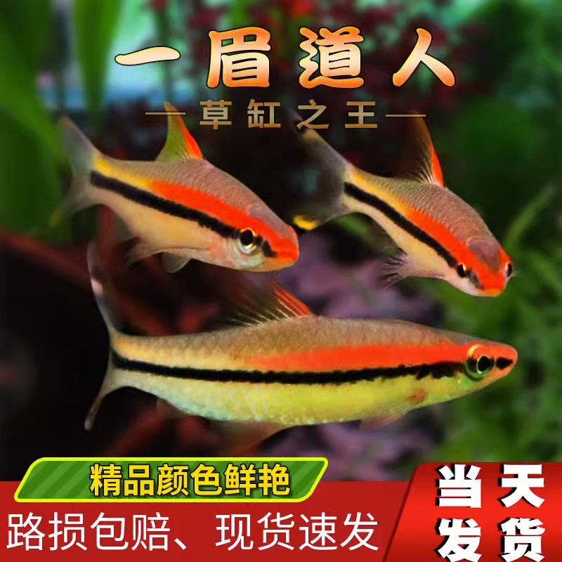 【新号福利】一眉道人淡水热带观赏鱼群游活体好养适合新手草缸养殖