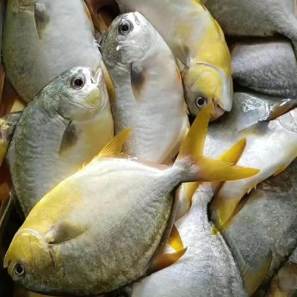 金鲳鱼茂名博贺港肉质鲜嫩捕捞海鲜速冻非活发