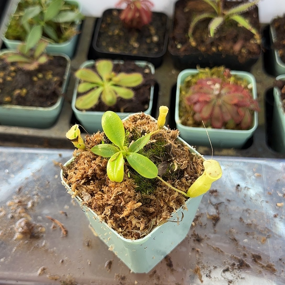 无花朵绿风铃瓶子