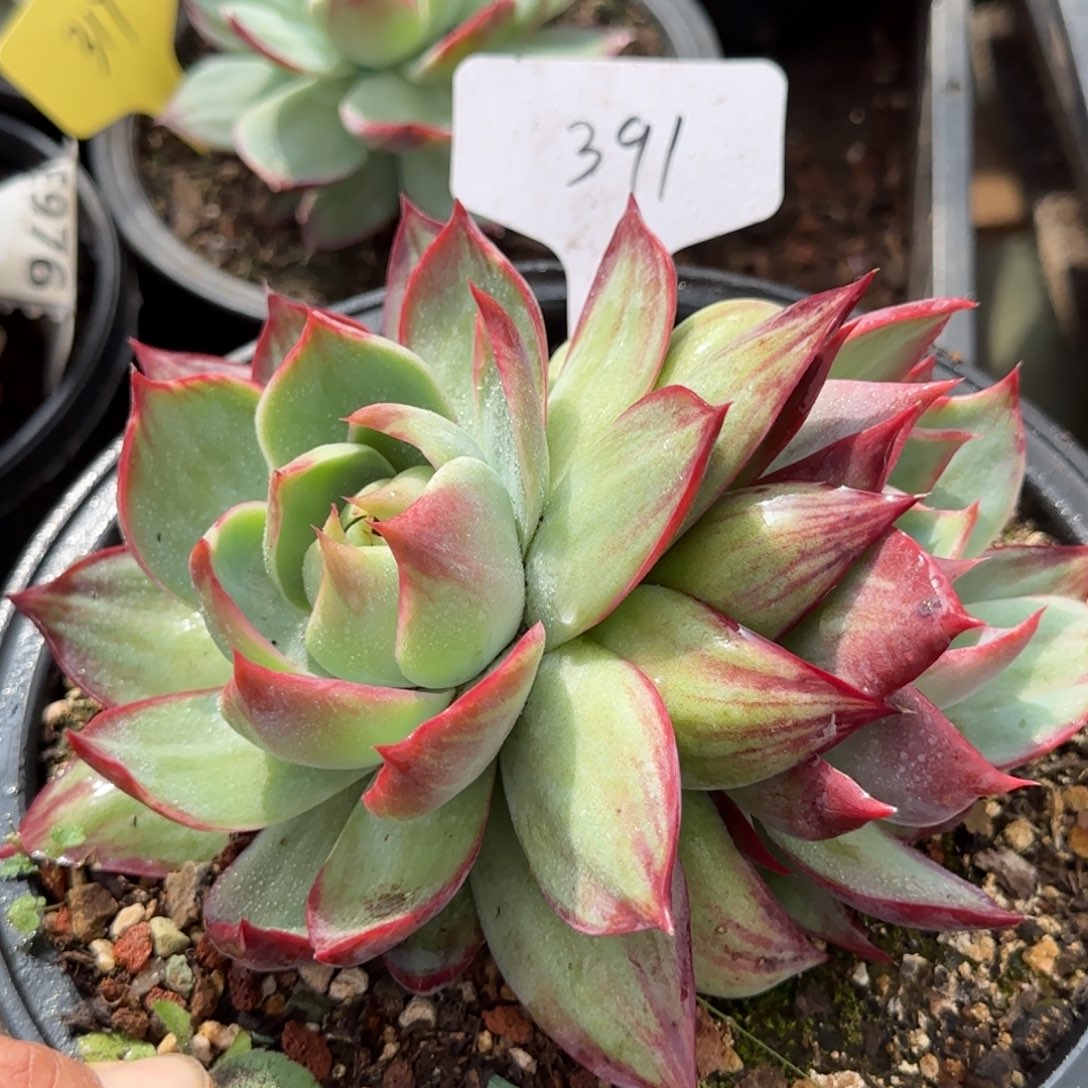 惊鸿一物一拍包装收缩花旱391