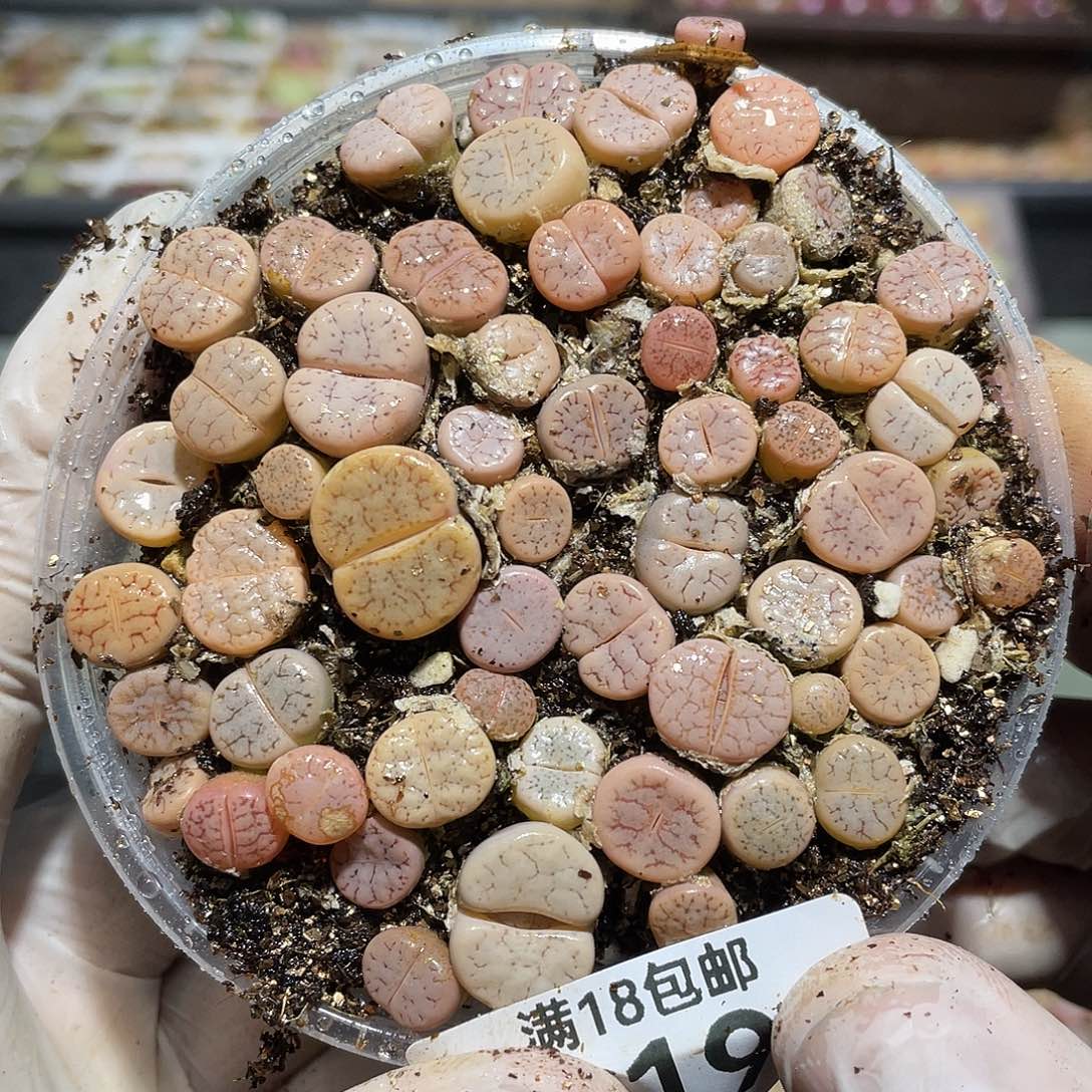 919当天凑满十八元包邮生石花