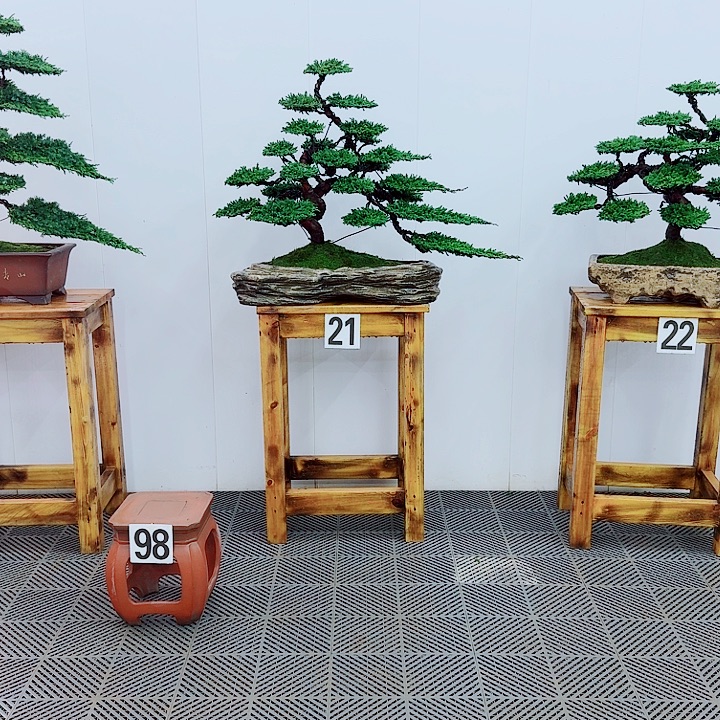 @***无花朵松柏盆景一物一拍