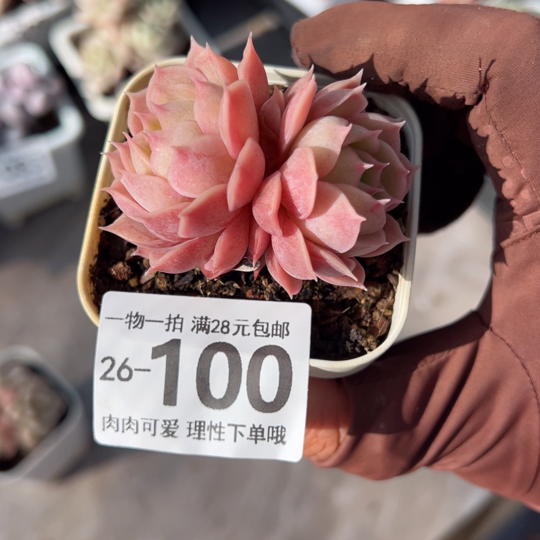 昂斯诺多肉多肉多肉