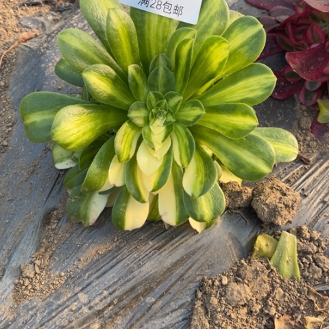 五琉璃多肉多肉0307