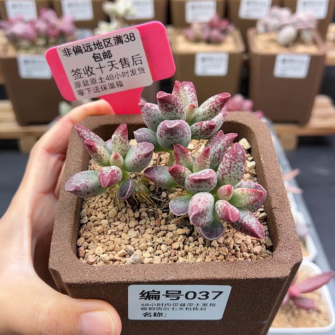 037艾薇多肉植物