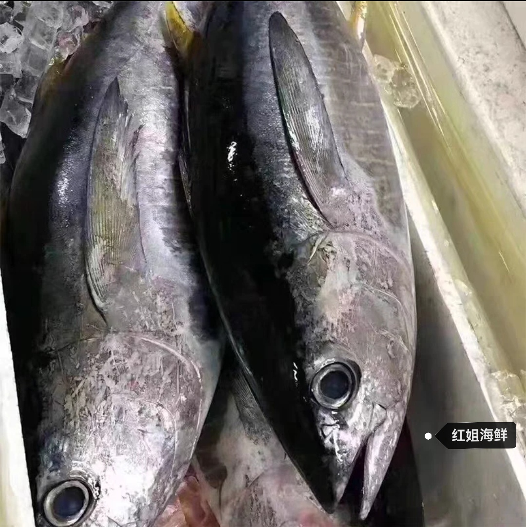 纯野生整条金枪鱼，香煎、刺身（去腮去内脏速冻发货）现场称重为准