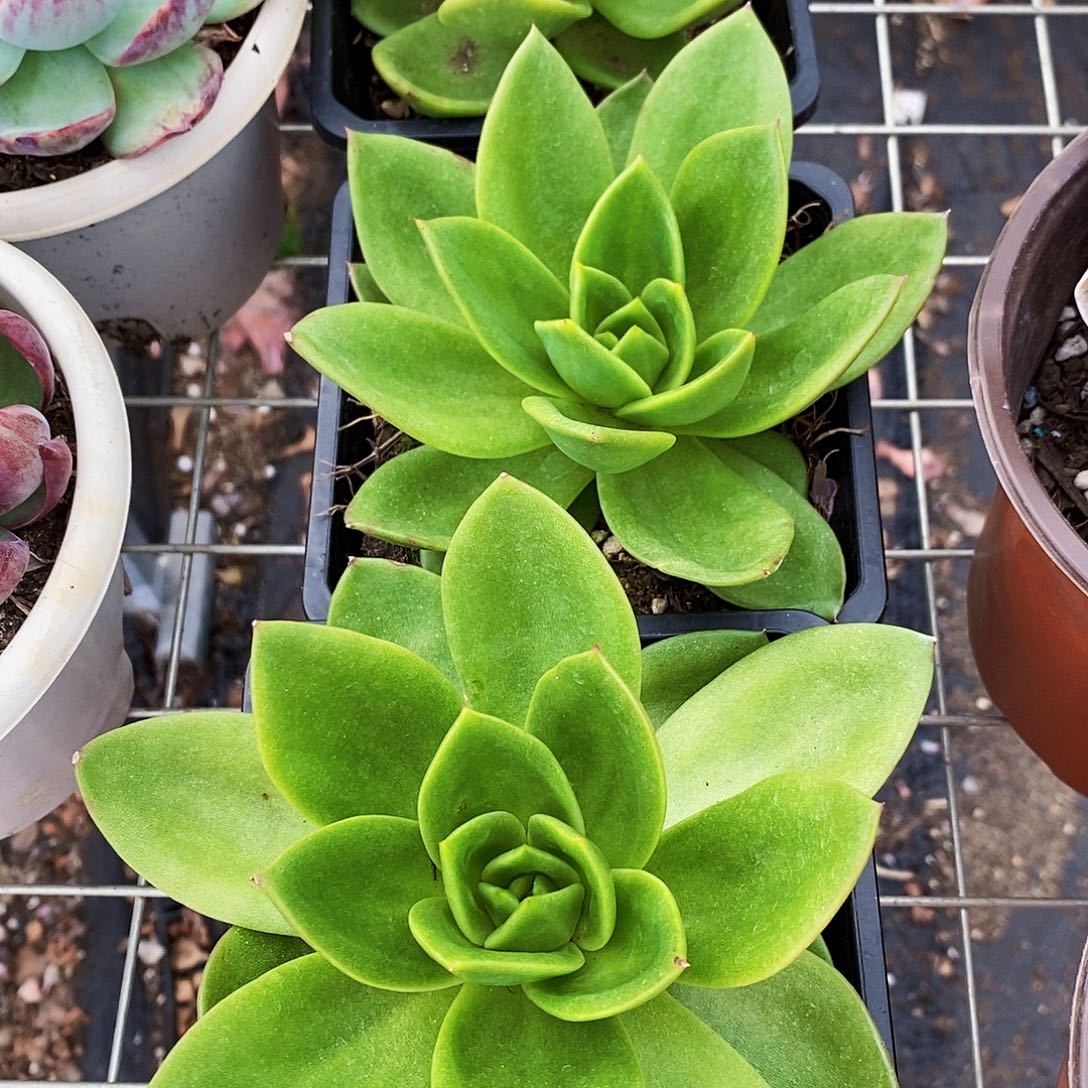 翠花大单头精品特价