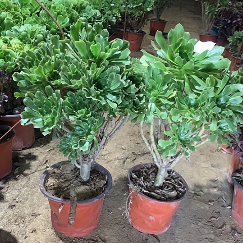呼***香原始绿多肉植物法师30号