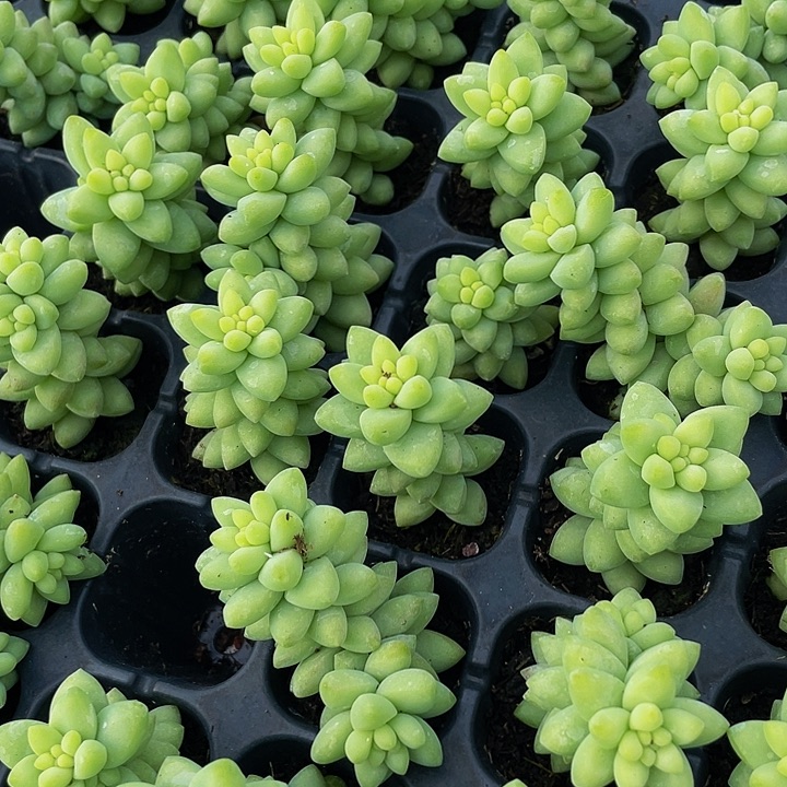 小玉坠1元带土发货