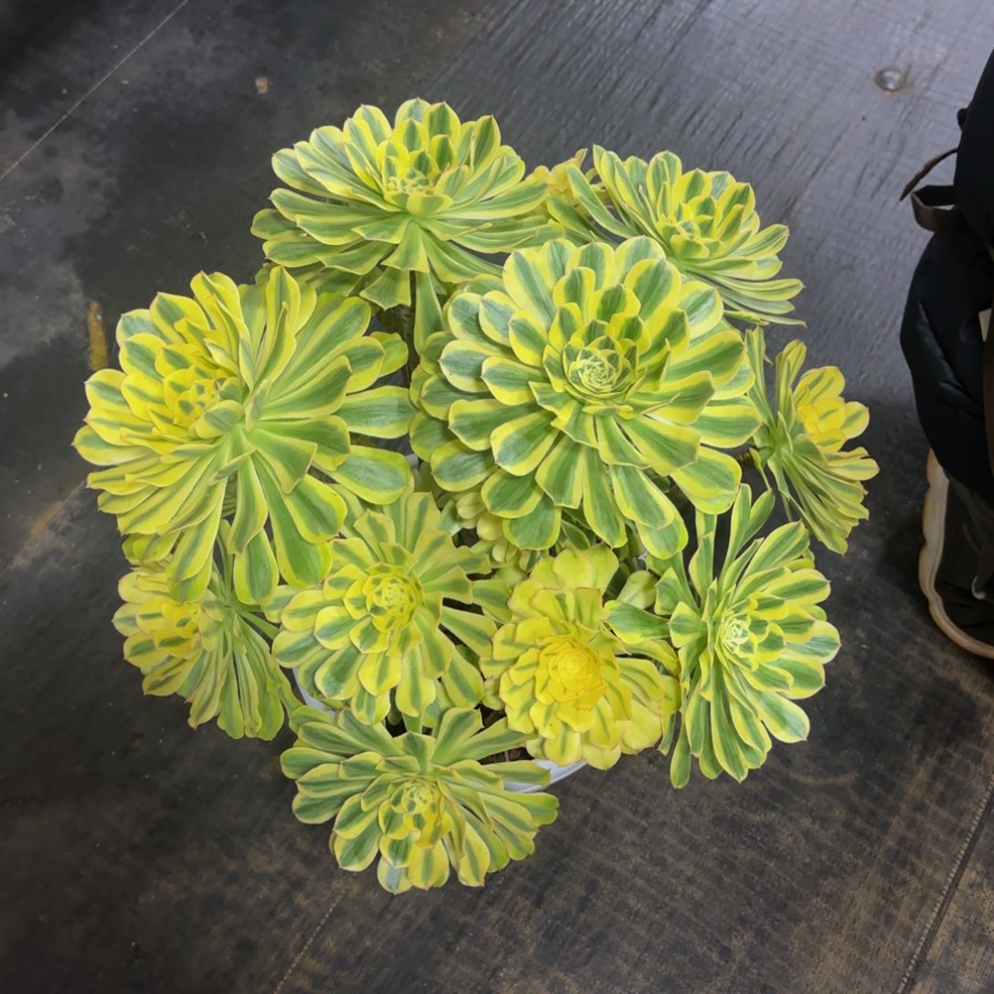 人***见白兰地发货物流到付