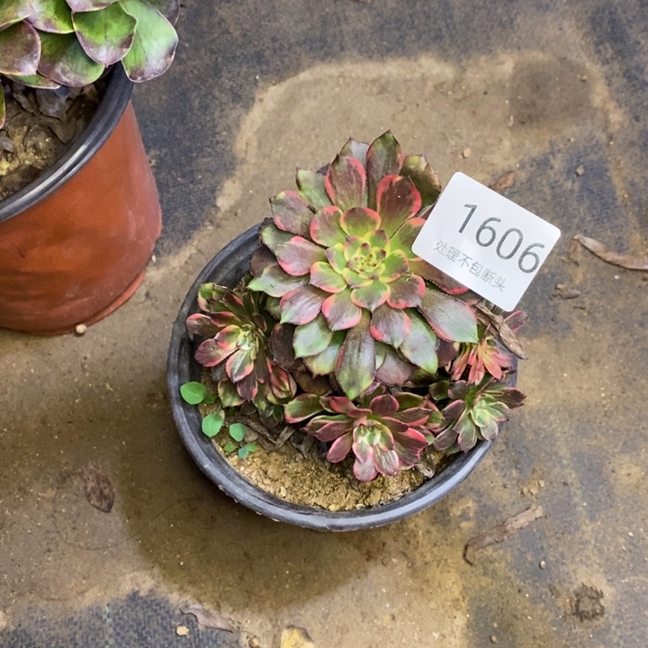 垂***翠多肉多肉断头不包1606