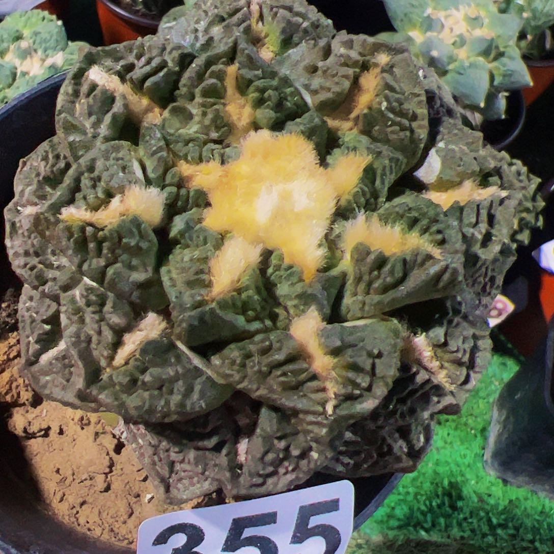 无花朵紫肌老龟甲牡丹355