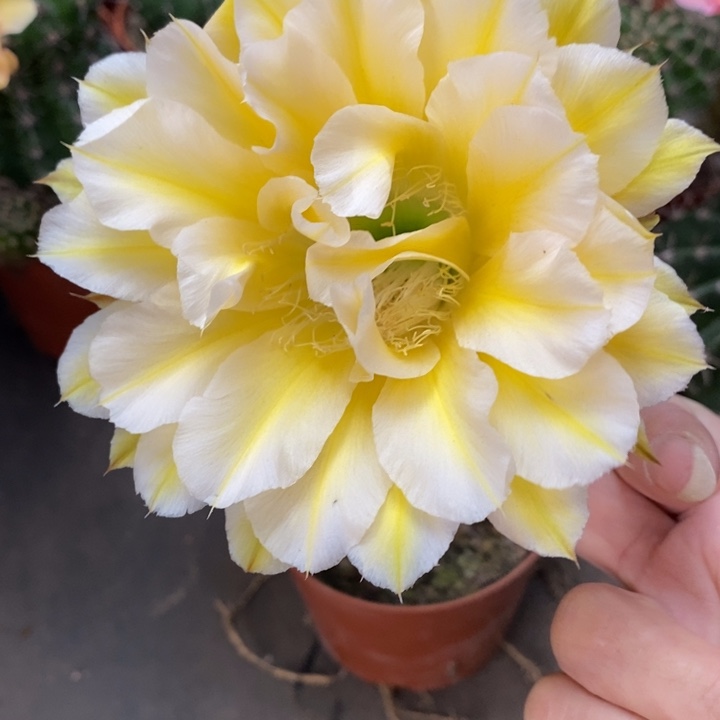 彩草29号黄白侧芽3公分左右