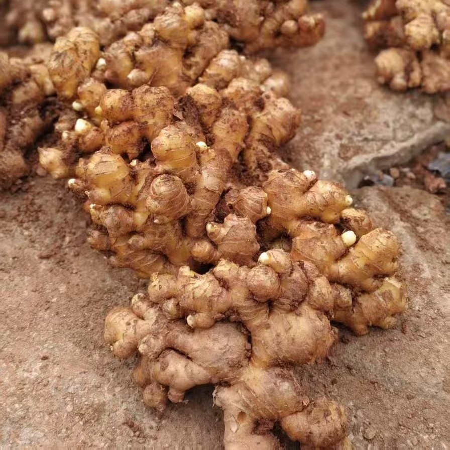 正宗贵州小黄姜产地直发姜香郁浓辣味十足农户种植老姜